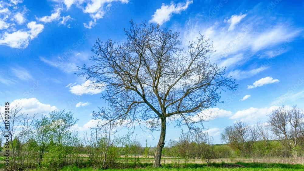 Countryside timelapse. Moving clouds over old big tree from right to left. Bright sunny day Countryside timelapse. Moving clouds over old big tree from right to left. Bright sunny day