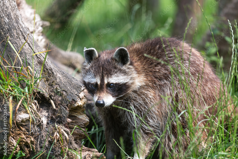 Fototapeta premium a racoon