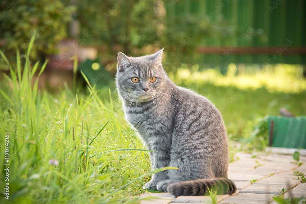Beautiful British kitten in a grass