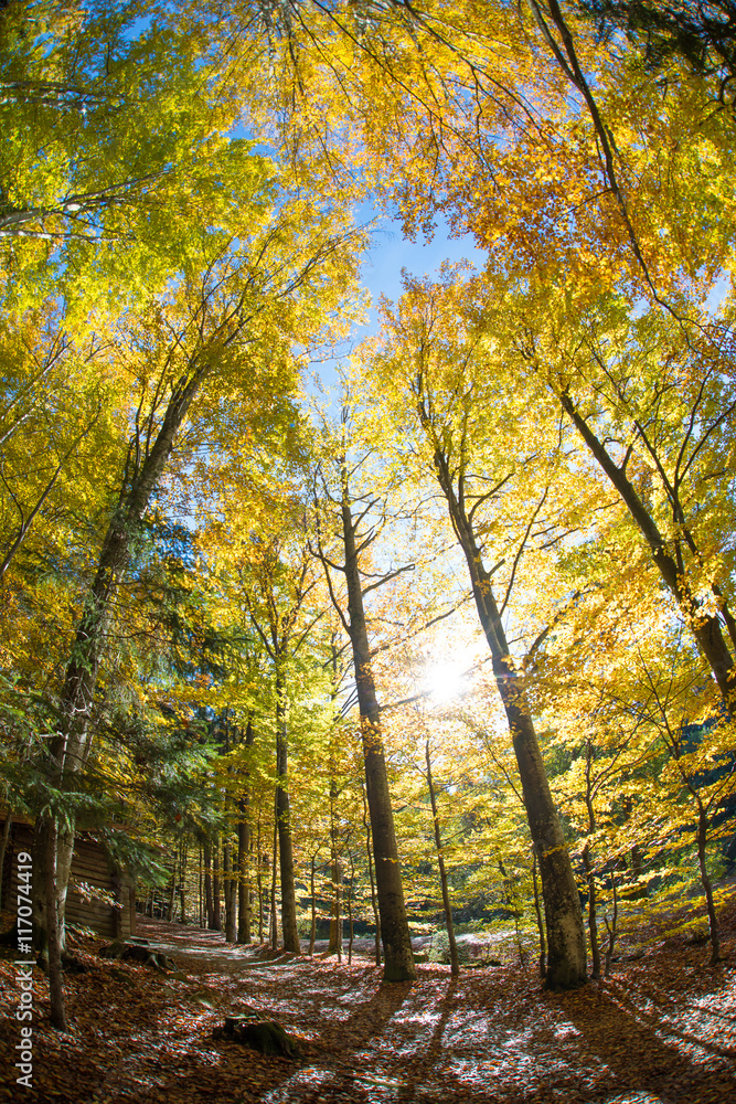 wide angle landscape of autumn forest