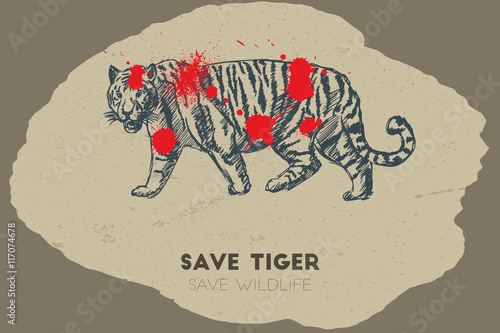 Fototapeta Naklejka Na Ścianę i Meble -  Save tiger save wildlife. Gun shot with blood over tiger.
