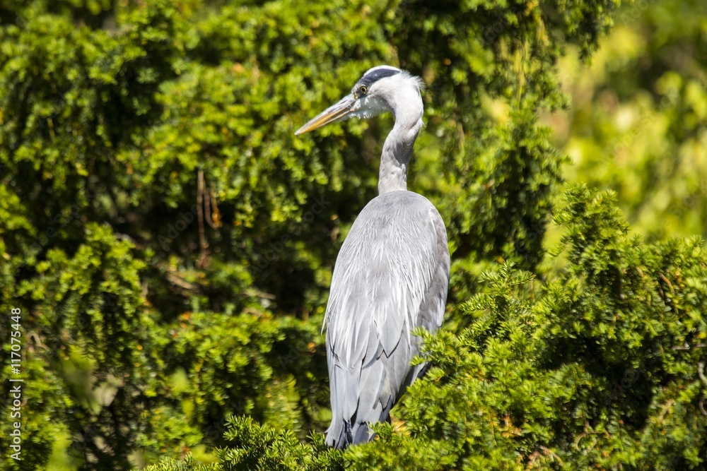 Grey Heron (Ardea cinerea) - National Botanic Gardens, Dublin Grey Heron (Ardea cinerea) - National Botanic Gardens, Dublin