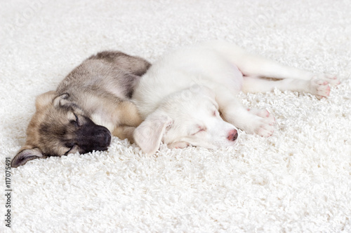 puppies sleeping on a shaggy carpet