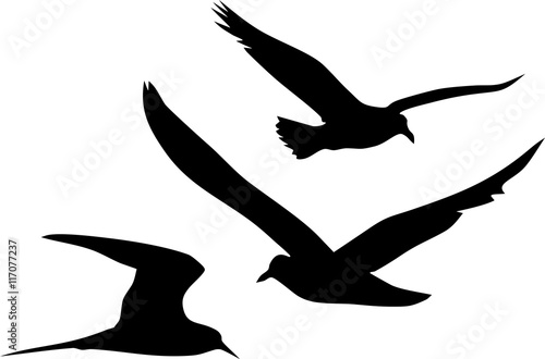 Silhouettes of flying seagulls