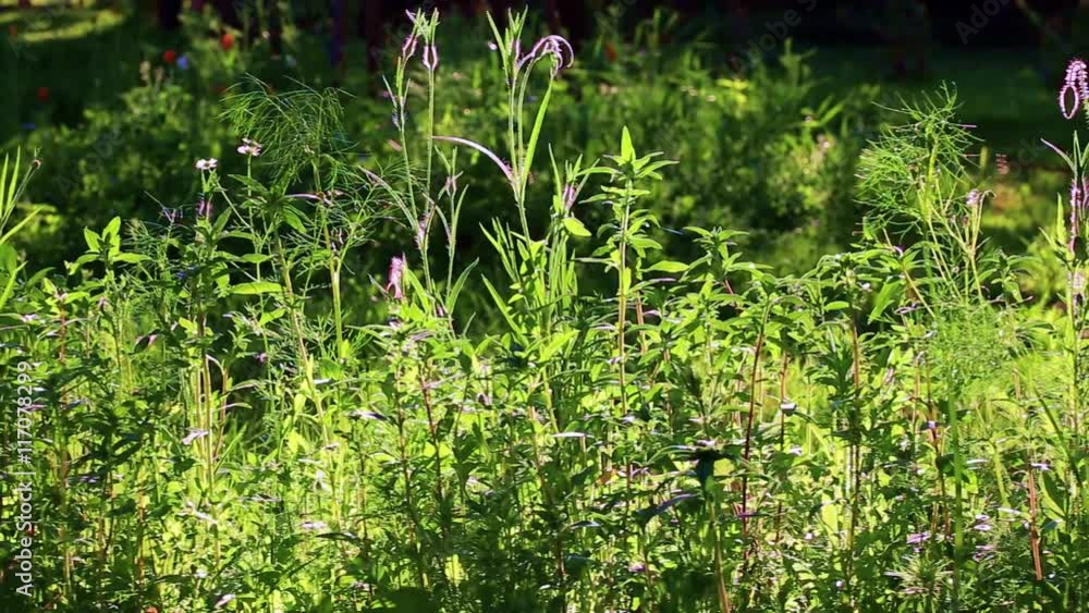 traveling sur des plantes vertes d'un jardin traveling sur des plantes vertes d'un jardin