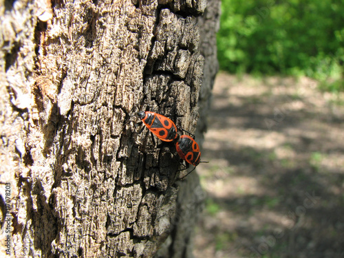 Bedbug-soldier on a tree trunk, super macro mode