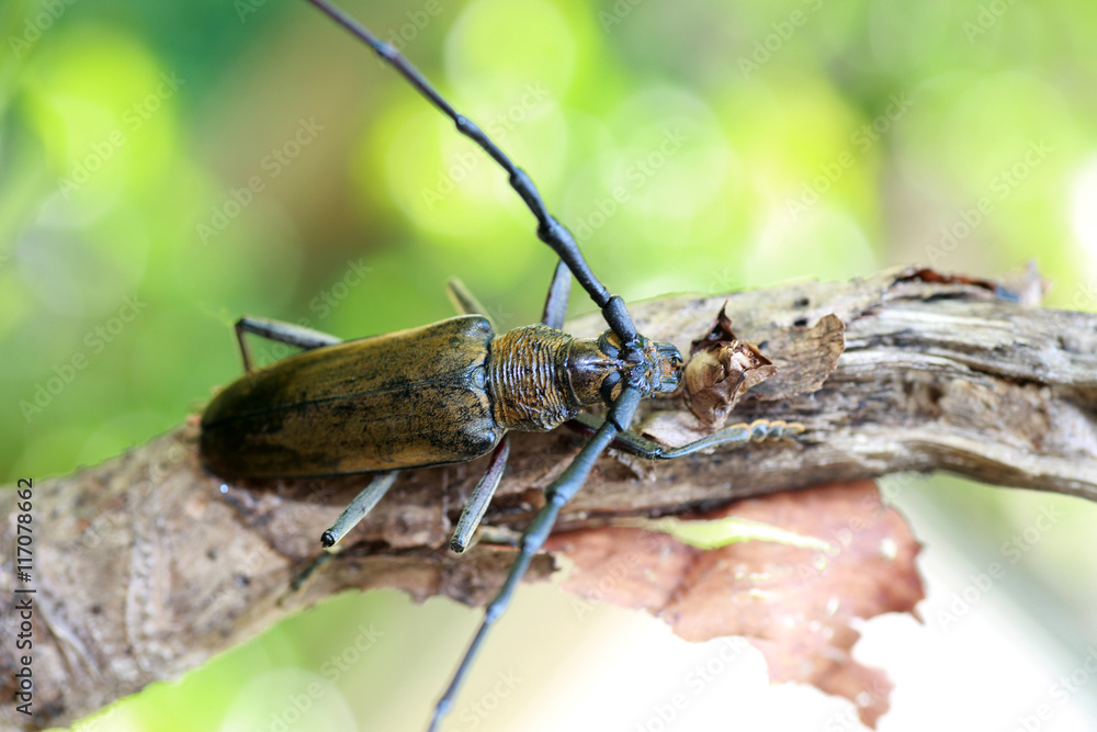 Mountain oak longhorned beetle (Massicus raddei) in Japan