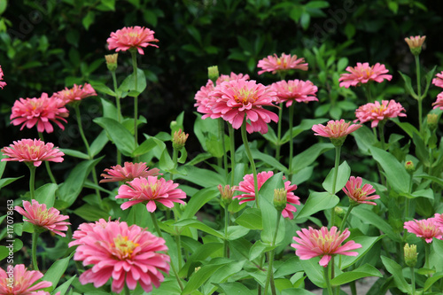 Beautiful Zinnia flowers blooming in garden.