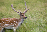 Fallow Deer (Dama dama) - Phoenix Park, Dublin, Ireland