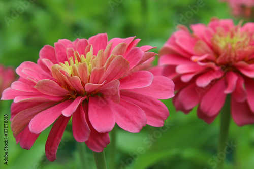 Beautiful Zinnia flowers blooming in garden.