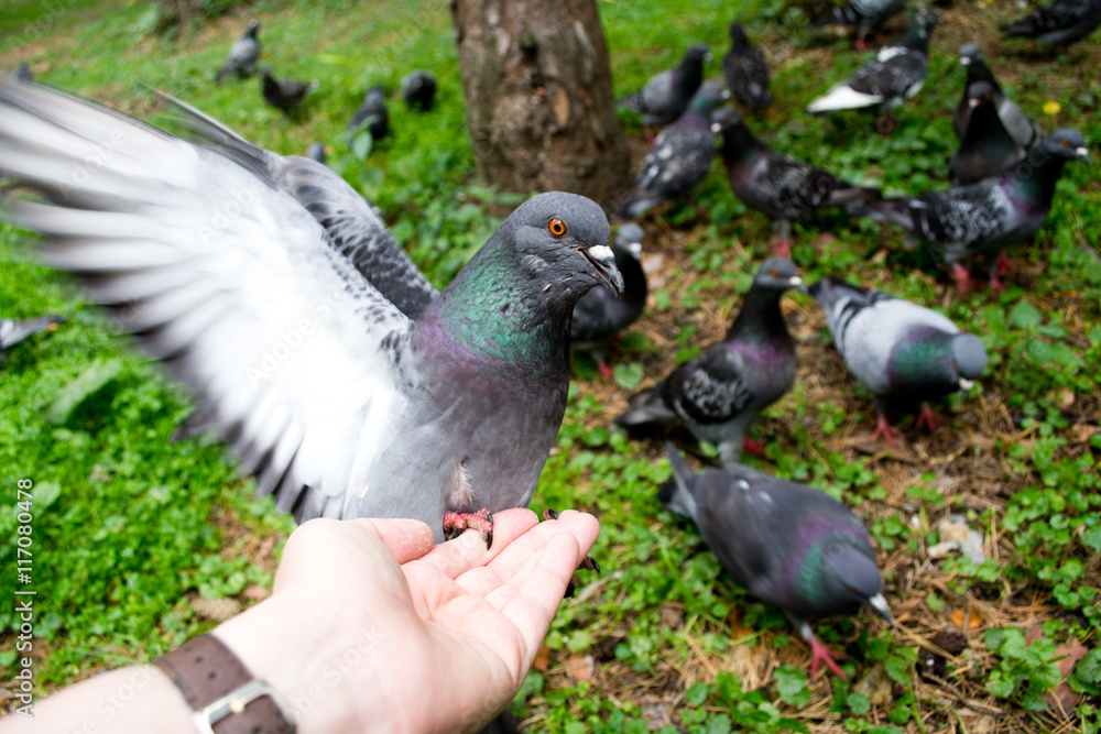 Obraz premium Pigeon eats with my hands