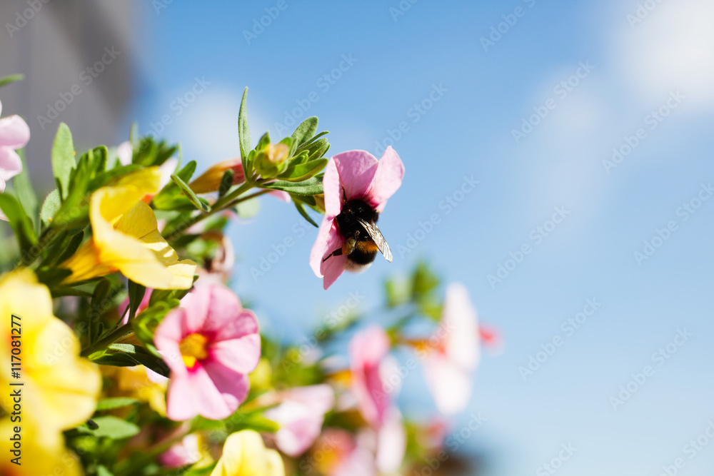 Obraz premium Bumblebee