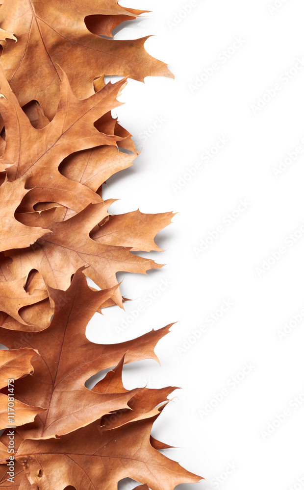 Fototapeta premium Autumn leaves