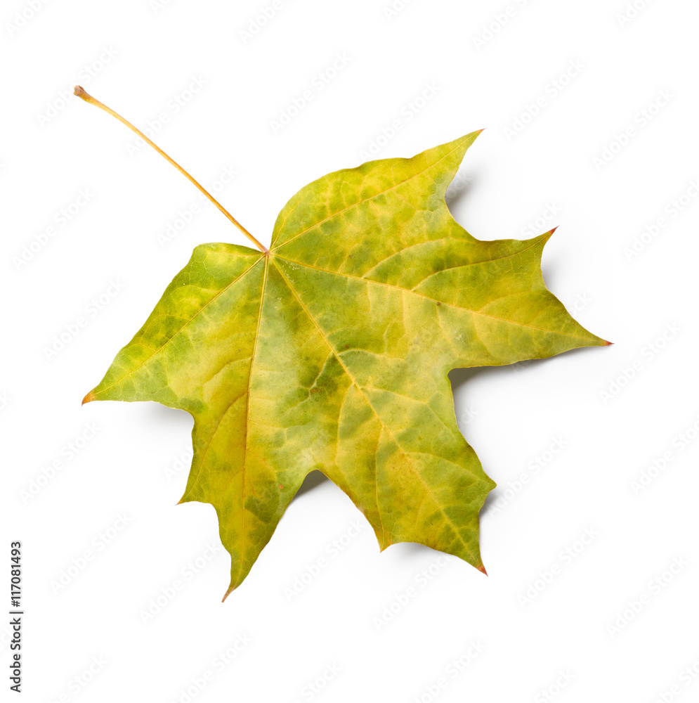 Fototapeta premium Maple leaf