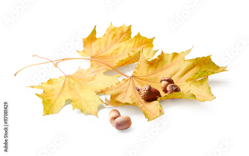 Leaves with acorns