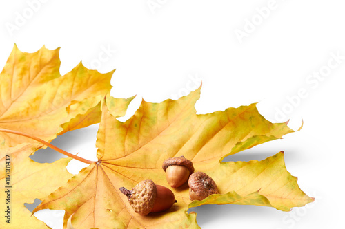 Leaves with acorns