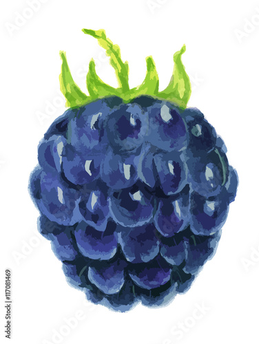 Isolated watercolor blackberry on white background. Fresh, sugary and healthy berry with vitamins. Colorful watercolor art.