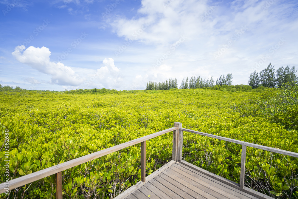 Walkway with wooden bridge through mangrove forrest, Golden Mead