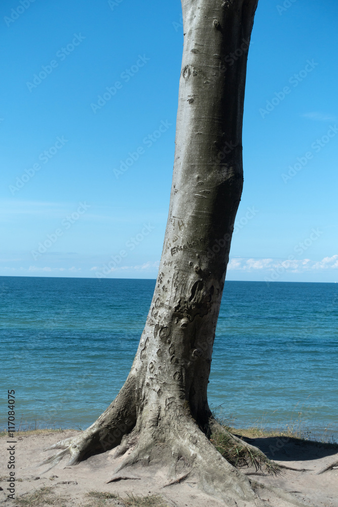 einzelner Baum am Meer
