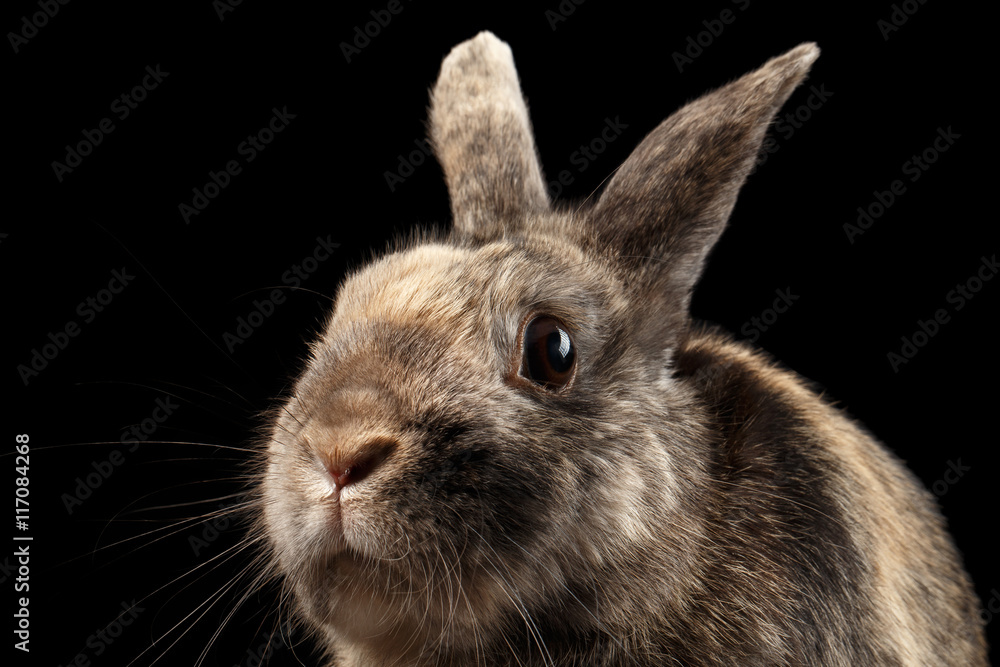 Closeup Head frightened Little rabbit, Brown Fur, isolated on Black Background, Profile view