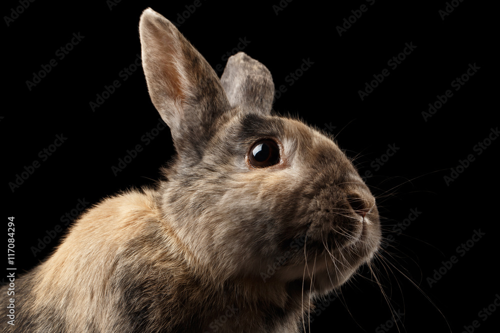 Fototapeta premium Closeup Head Funny Little rabbit, Brown Fur, isolated on Black Background, Profile view