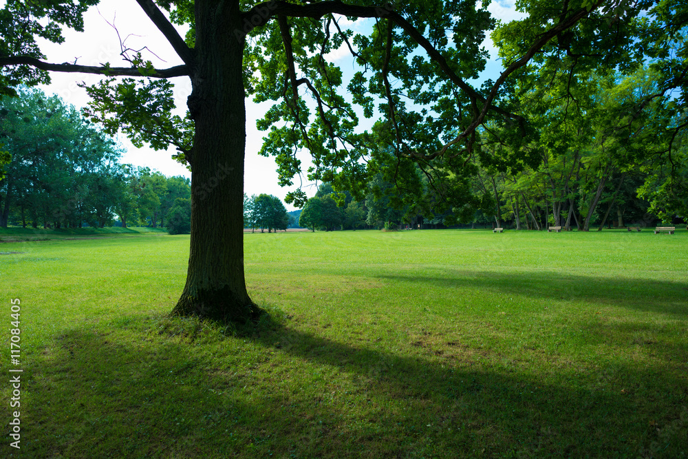 Obraz premium Tree shade and grass field