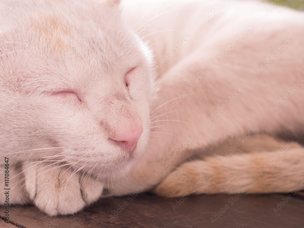 cat sleep on the table top with sick in the leg