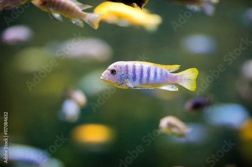 Pseudotropheus fish.