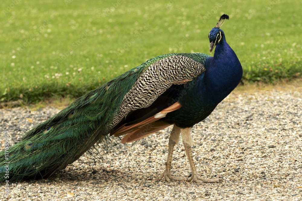 Fototapeta premium beautiful peacocks strolling in the park