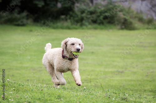 Dog Running and Playing © dazb75
