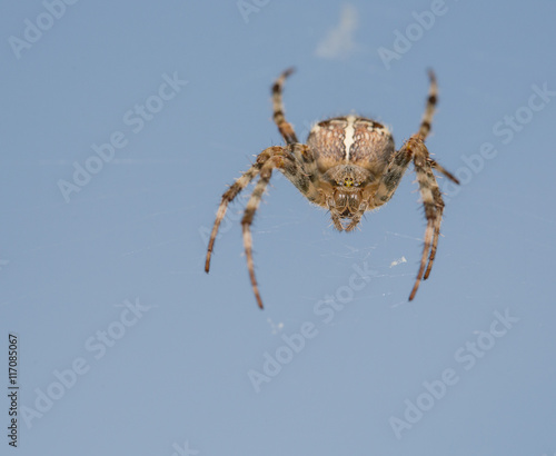 Detailed spider in the net