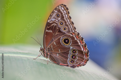 Beautiful butterfly © abeckman2706