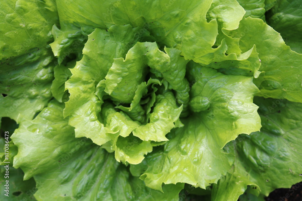 Lettuce or salad - flowering plants related Astra Lettuce or salad - flowering plants related Astra