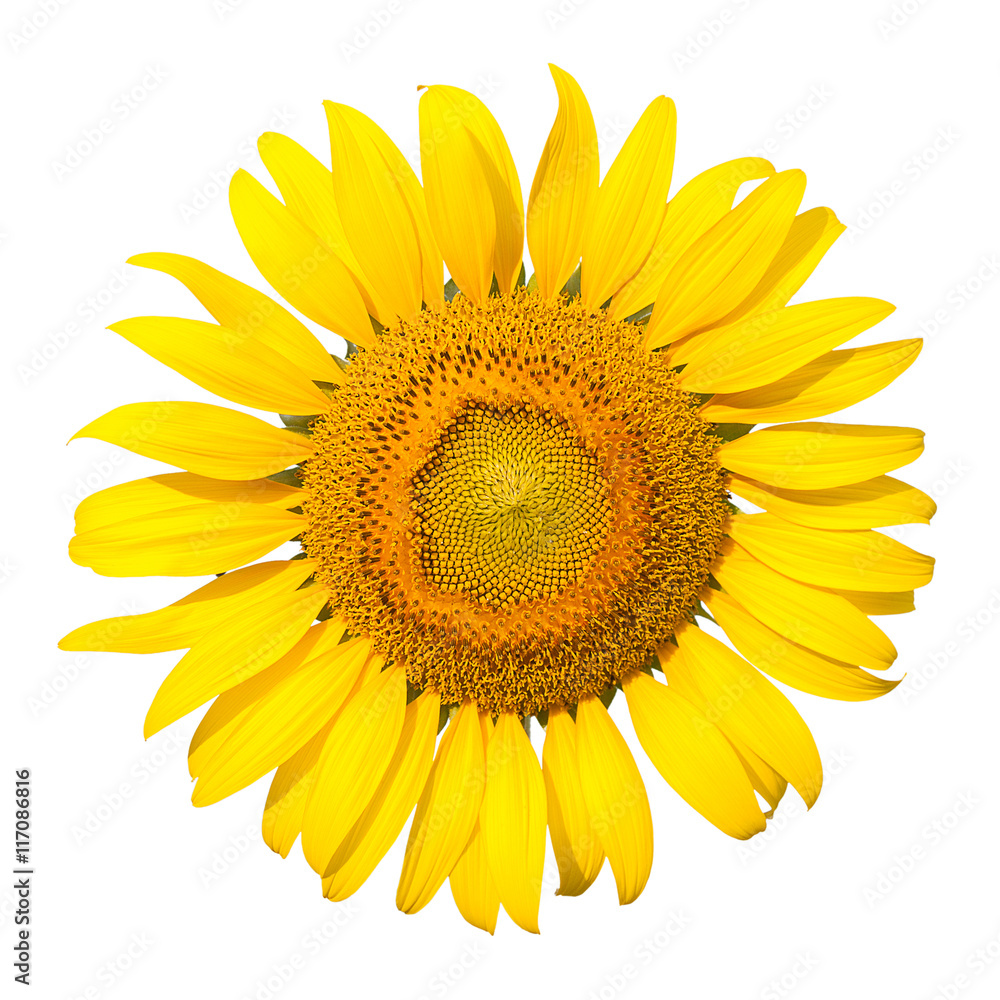Fototapeta premium Sunflower
