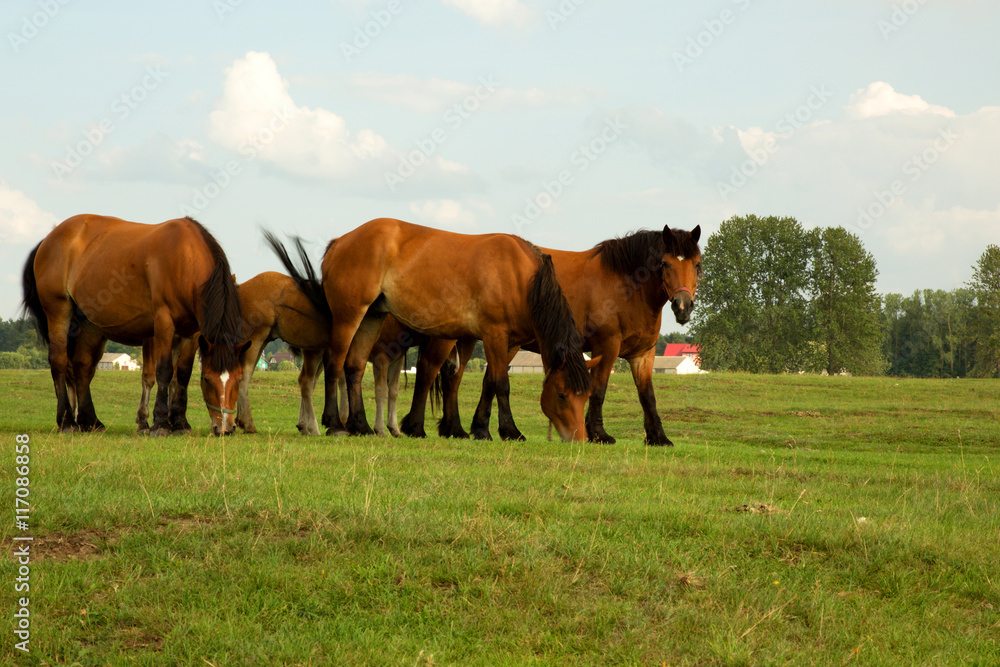 Horses on a summer meadow