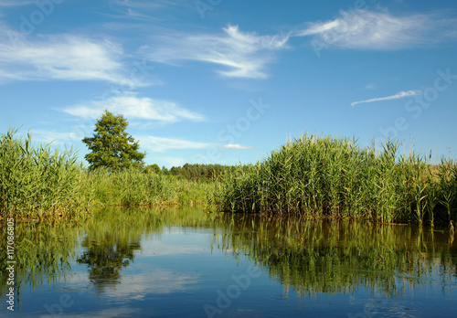 Wild, dense reeds on the lake in summer