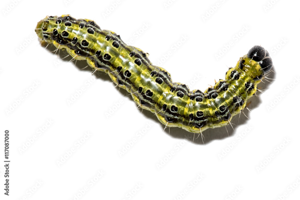 Obraz premium Buchsbaumzünsler