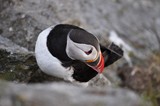 Puffin / Puffins are any of three small species of acids in the bird genus Fratercula with a brightly coloured beak during the breeding season.