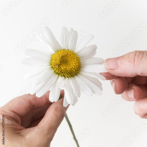 Schilderij op canvas loves or notloves me, plucking off the petals of a chamomile