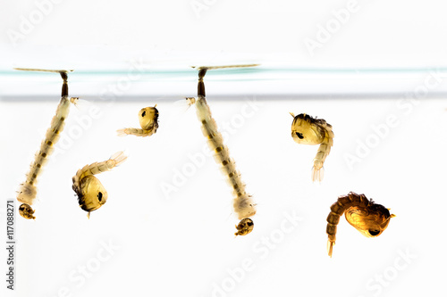 Mosquito Larvae in water photo