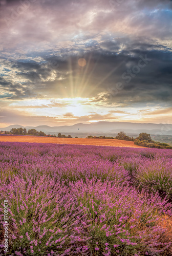 Lavender field against colorful sunset in Provence  France