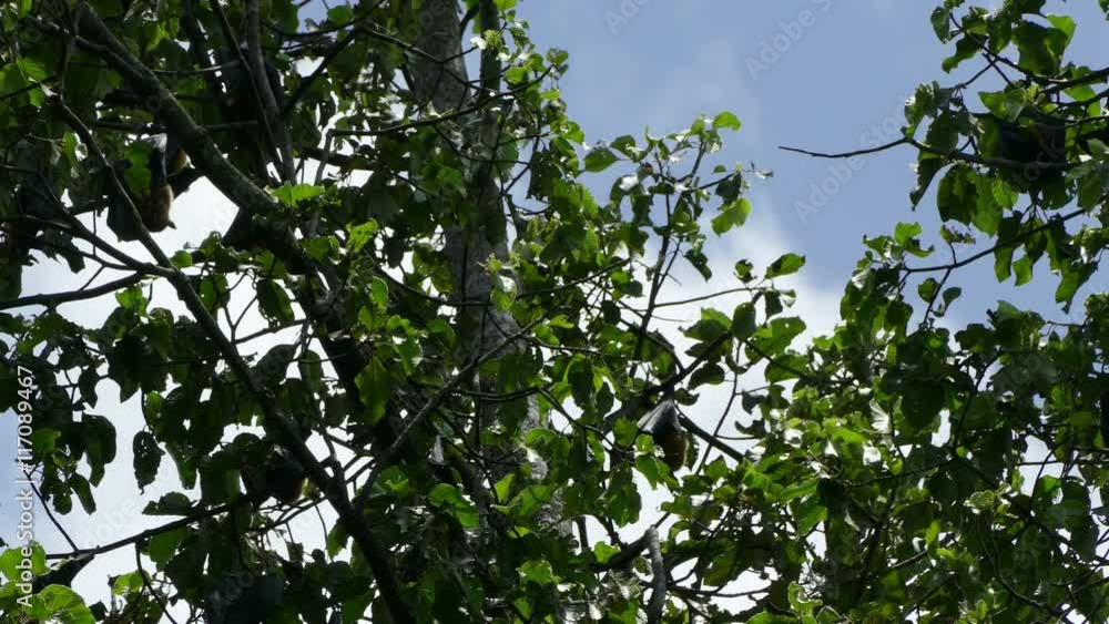 Flying foxes sleep on the big tree.
flying foxes(big bats) living on the big trees on back side of the temple.flying foxes lived here before humans came Flying foxes sleep on the big tree.
flying foxes(big bats) living on the big trees on back side of the temple.flying foxes lived here before humans came