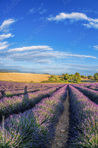 Lavender field against blue sky in Provence  France