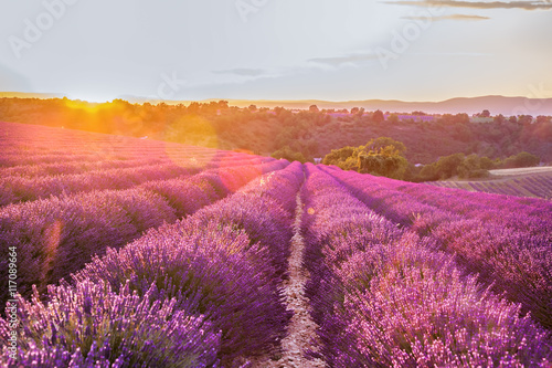Lawendy pole przeciw kolorowemu zmierzchowi w Provence, Francja