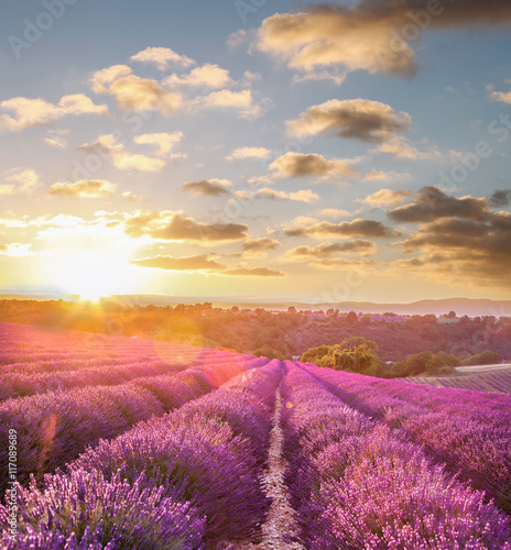 Lawendy pole przeciw kolorowemu zmierzchowi w Provence, Francja