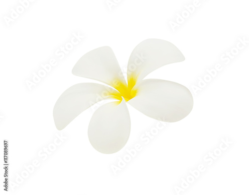 Frangipani flower on white background © akepong srichaichana