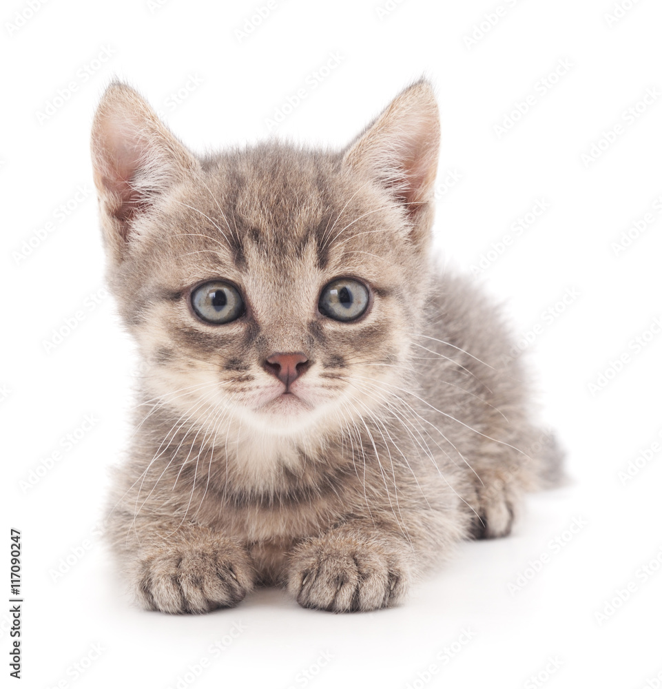 Obraz premium Gray kitten.