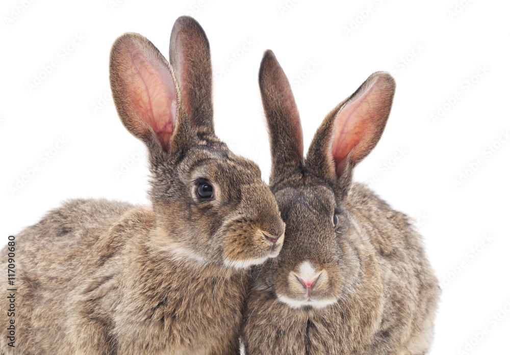 Baby rabbits. Baby rabbits.