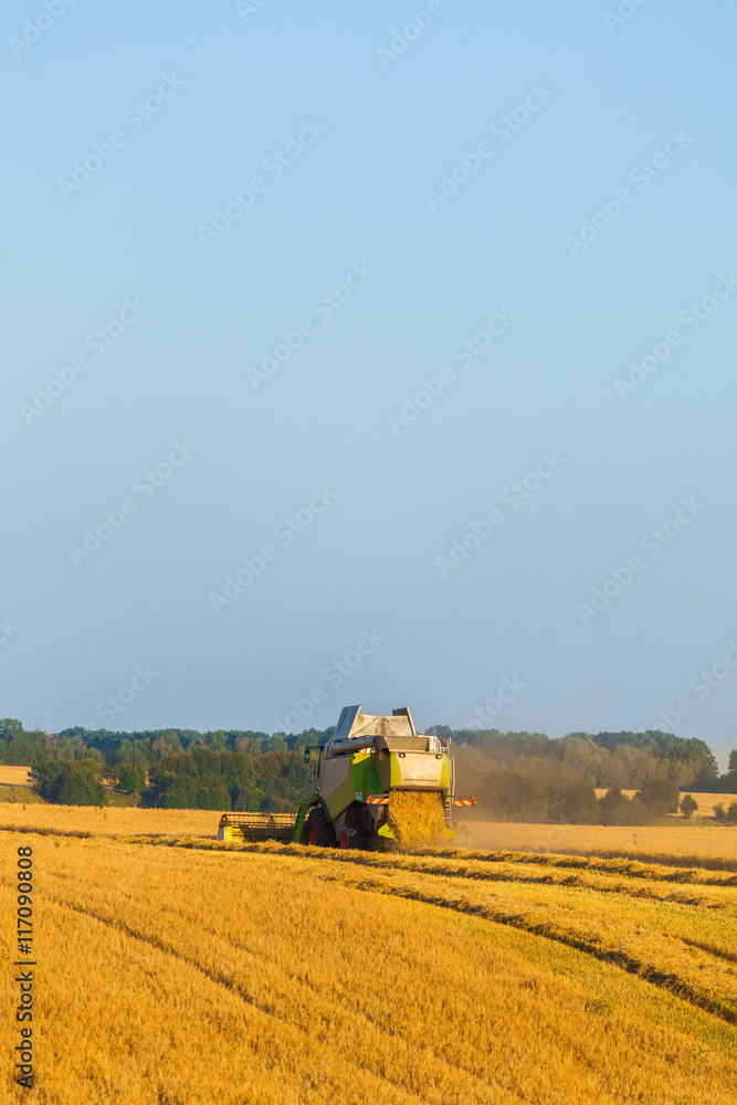 Obraz premium Harvester machine working in field . Combine harvester agriculture machine harvesting golden ripe wheat field. Agriculture