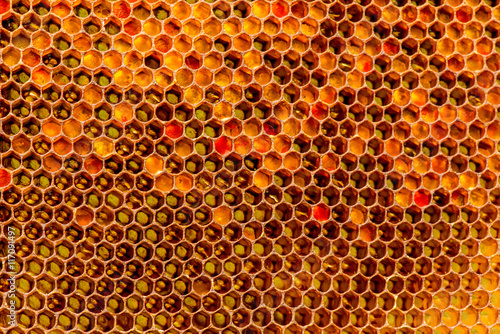 closeup of bees on honeycomb in apiary